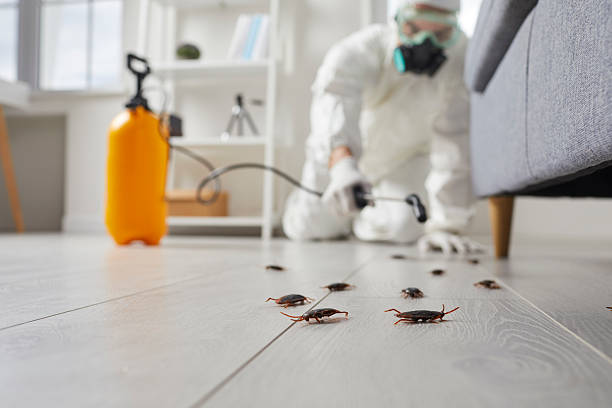 Trusted Rodent Control service in South Lake Tahoe, CA - Nex Pest Control